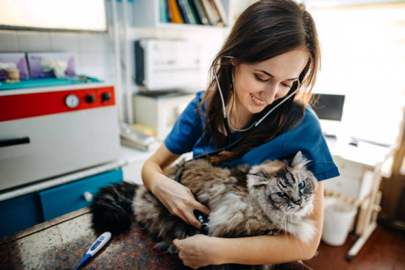 Veterinário Especialista em Gatos Contato Diadema - Veterinário Mais Próximo