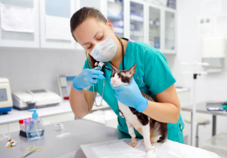 Veterinário Mais Próximo Contato Vila União - Veterinário Especialista em Gatos